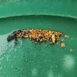 Gold panning at Middlefork RV Park Fairplay CO