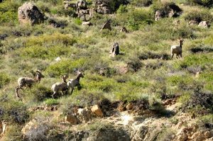 Bighorn sheep at CanyonSide Campground, near Bellvue CO (in the Poudre Canyon).