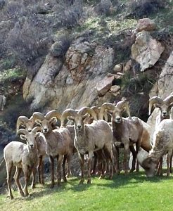 Bighorn sheep at CanyonSide Campground, near Bellvue CO (in the Poudre Canyon).