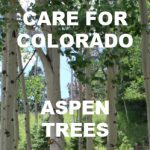 Care for Colorados Aspen Trees blog post 250 sq