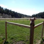 Dog run at Aspen Acres Campground in Rye Colorado