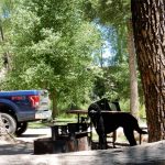 A dog at a campsite at Chalk Creek Campground near Buena Vista & Salida Colorado