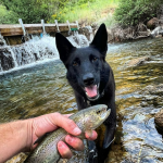 Elk Creek Campground in New Castle Colorado - fishing