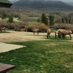 Wildlife at Grand Lake / Rocky Mountain National Park KOA Journey