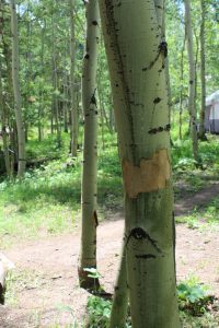 Bark stripped from an aspen tree at Aspen Acres Campground in Rye Colorado