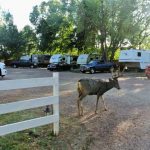 RVs and deer at La Veta Pines RV Park in La Veta Colorado