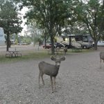 La Veta RV Park and deer visitors