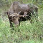 Moose hang out at Winding River Resort in Grand Lake