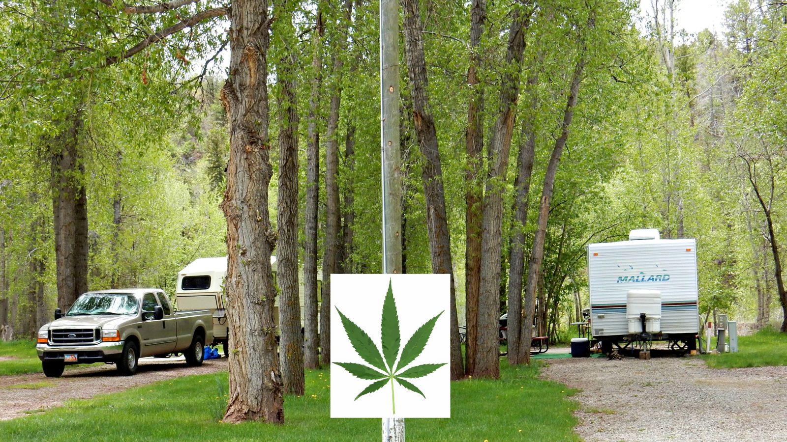Marijuana Considerations While Camping in Colorado