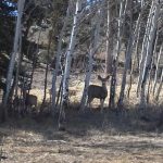 Wildlife at Blue Mesa Escape, west of Gunnison Colorado