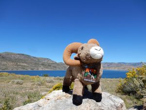 Ramsey Campin'Ram is the Camp Colorado mascot and